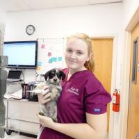 Animal Care Clinic Animal Care Clinic puppy
