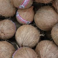 Grocery Outlet coconuts