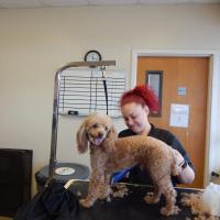 Animal Care Clinic Animal Care Clinic grooming