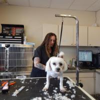 Animal Care Clinic Animal Care Clinic grooming
